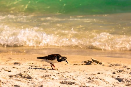 Panama City Beach Florida beaches and birds