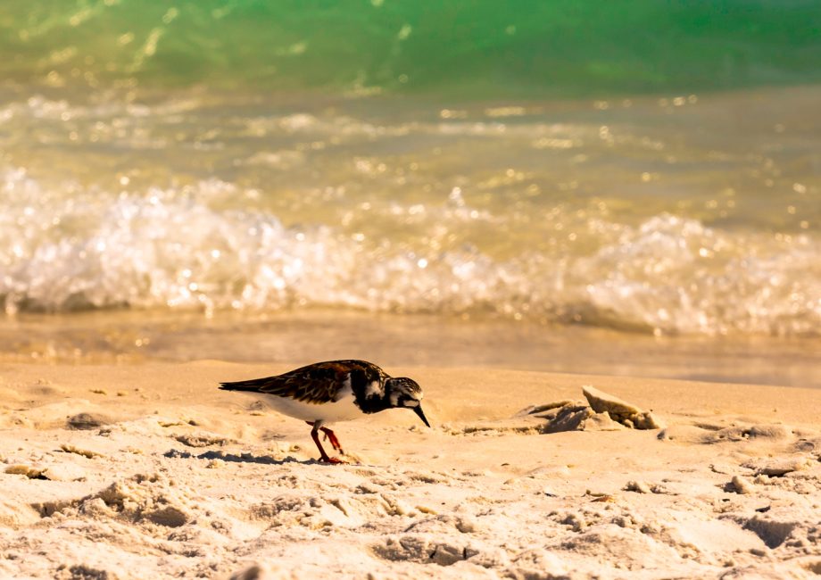 Panama City Beach Florida beaches and birds