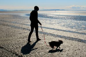 dog playing on beach