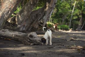 dog sniffing around