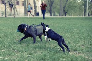 dogs playing in park with each other