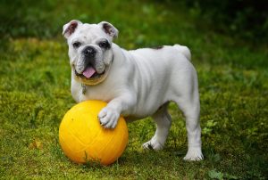 Pet dog in park