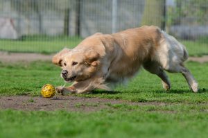 dog playing ball