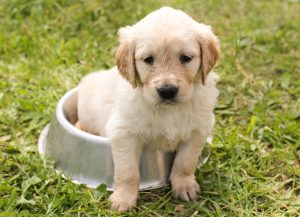 puppy dog in bowl