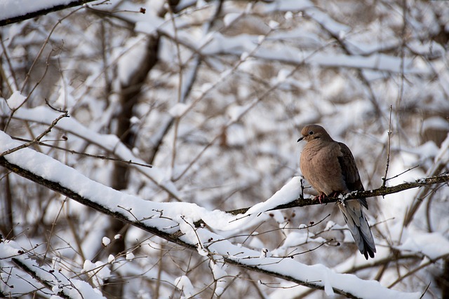 panama city beach snowbird